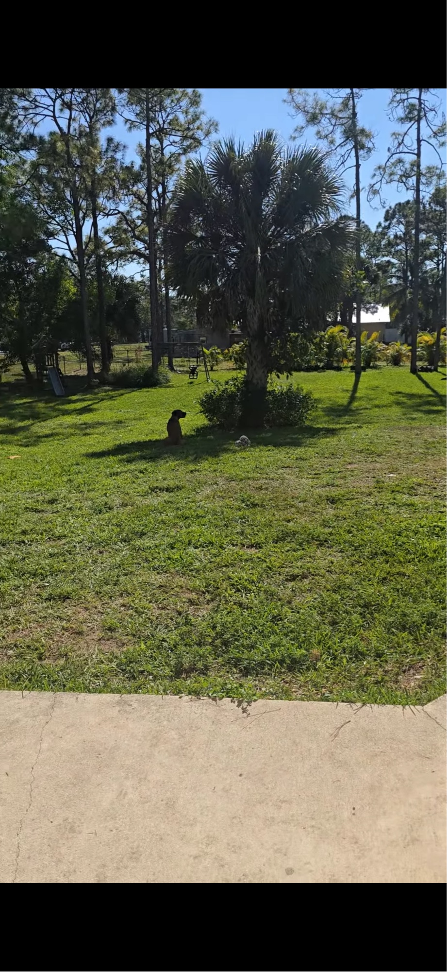 Back yard before Eden Landscaping service